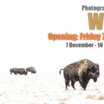 Θεματική έκθεση φωτογραφίας “Winter” στη Blank Wall Gallery