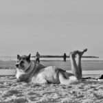 Ο Άνθιμος Ντάγκας επιλέγει …