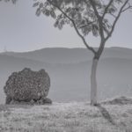 Το Διεθνές Φεστιβάλ της Photometria – παρουσίαση εκθέσεων Saeed Rezvanian & Miho Suzuki