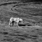 Ο Μάκης Κατραφύλλιας επιλέγει …