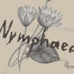 Nymphaea: Ένας οπτικός διάλογος ανάμεσα στον Αλέξανδρο Γαρνάβο και τη Δανάη Παναγιωτίδη