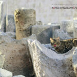 Φωτοδός | Παρουσίαση της φωτογράφου-δημοσιογράφου Αντιγόνης Σολομωνίδου Δρουσιώτου