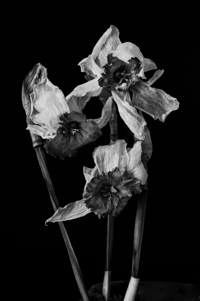 artme ”Flower Power”: Η ομαδική έκθεση με θέμα τα λουλούδια.