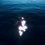 Η Ελένη Ψυχή επιλέγει …