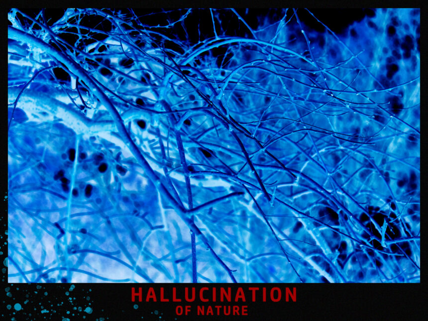 HALLUCINATION OF NATURE | Ατομική έκθεση φωτογραφίας του Alexander Ibrahimi στην o.art.ath