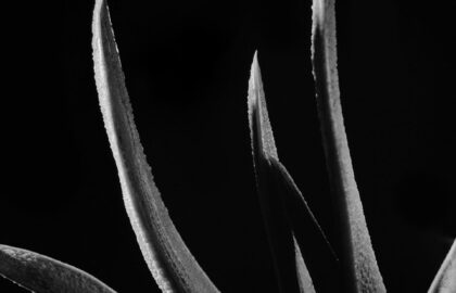 Βαγγέλης Βασαλάκης – “Κάκτοι και Παχύφυτα” | έκθεση φωτογραφίας στην Blank Wall Gallery