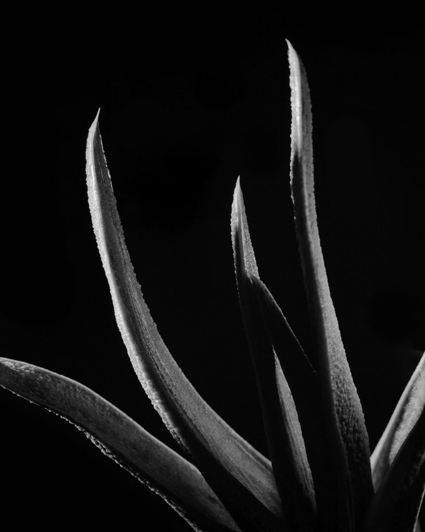 Βαγγέλης Βασαλάκης – “Κάκτοι και Παχύφυτα” | έκθεση φωτογραφίας στην Blank Wall Gallery