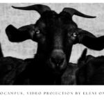 The Ippocampus Video projection από την Ελένη Ονάσογλου