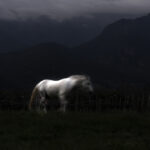 Ο Στέλιος Βαλσαμίδης επιλέγει …