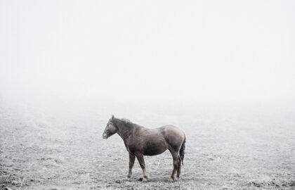 Tamas Dezso