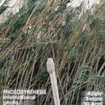 Photosynthesis 2024 – Υποβολή συμμετοχών