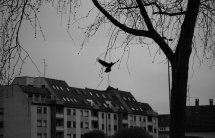 Ο Γιάννης Αυγέρης επιλέγει …