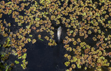 Ματένια Σακάρη – “Εν ἀρχῇ ἦν ἡ φύσις”
