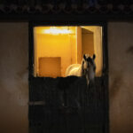 Η Αμαλία Κατωστάρη επιλέγει …