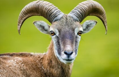 “ΤΡΑΓΟΣ” – PHOTO BEAUTY CONTEST