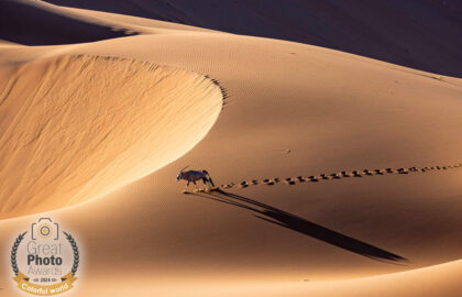 Great Photo Awards 2024 – Αποτελέσματα διαγωνισμού