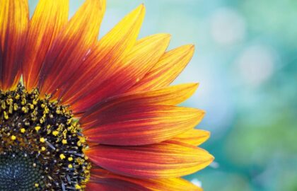 Δέσποινα Κατσώχη – «ΑνθίΖω» | έκθεση φωτογραφίας