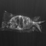 Petia Angelova - Trapped Petia Angelova - Trapped