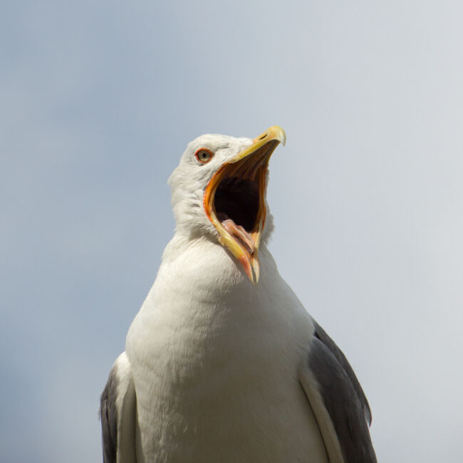 Ilias Lois - Aisle Seat Ilias Lois - Aisle Seat