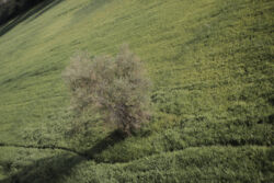 Τασούλα Βίκυ