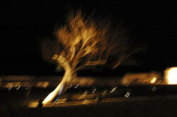 Βελονάκη Πένυ