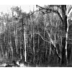 Παναγιώτης Φτάρας