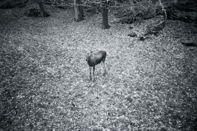 Carl-Mikael Ström - Inevitably it will rain