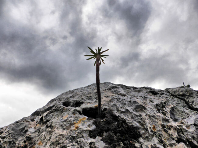 Δημήτρης Θεοδόσης
