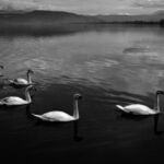 Σοφία Σάτου