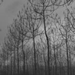 Σοφία Σάτου