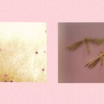 Άννα Δημητροκάλη