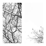 Αθανάσιος Σκάζας