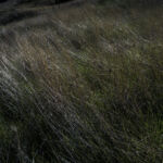 Haris Kakarouhas, Natural Presence
