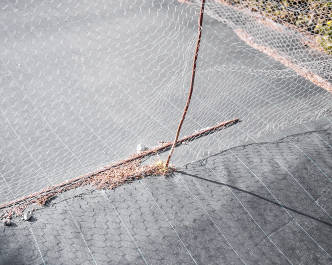 Pawel Jaskiewicz - Zenith