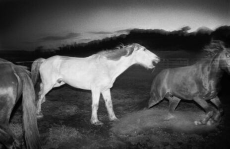 Trent Parke