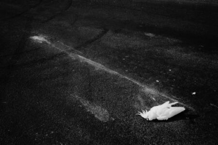 Trent Parke