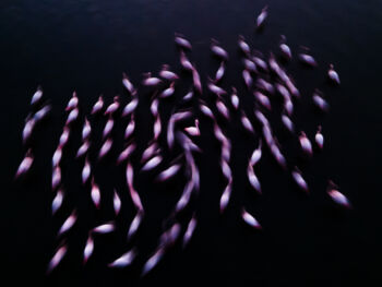 © Naser Alomari, Kuwait, Winner, National Awards, 2021 Sony World Photography Awards © Naser Alomari, Kuwait, Winner, National Awards, 2021 Sony World Photography Awards