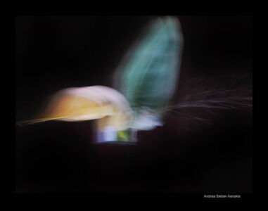 Andrea Bieber-Xenakis