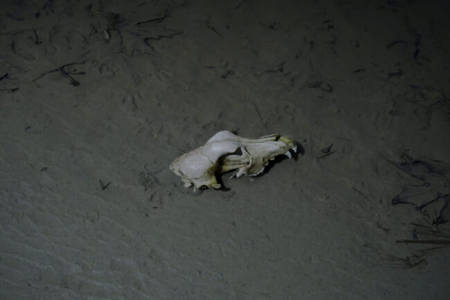 Σύλβια Αραπίδου