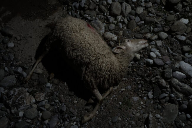 Σύλβια Αραπίδου