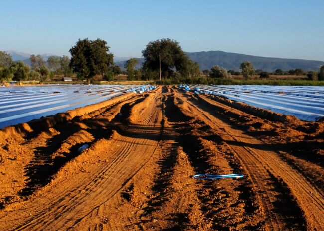 CultivationCultivation