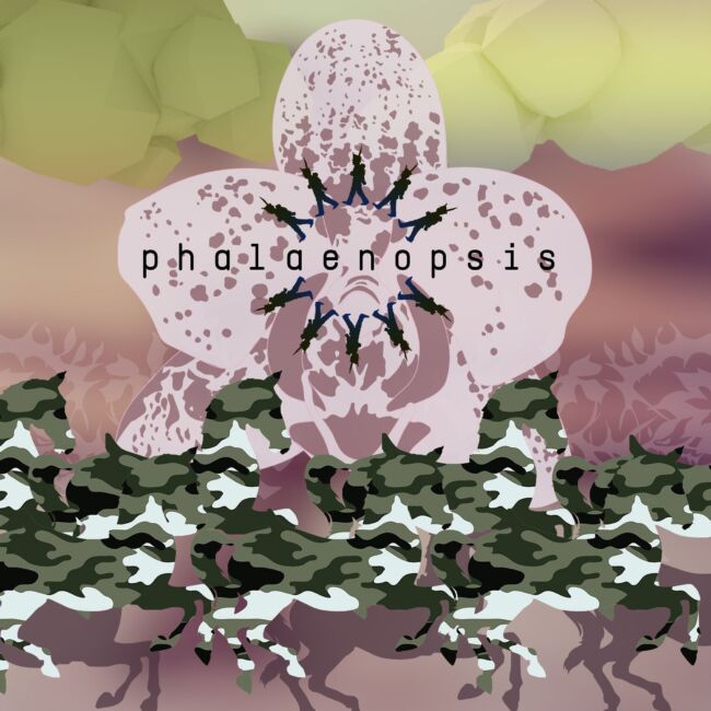 Sotiris Batzianas, Phalaenopsis