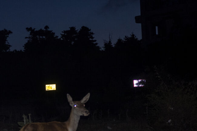 Δήμητρα Κίτσιου - Kodoku