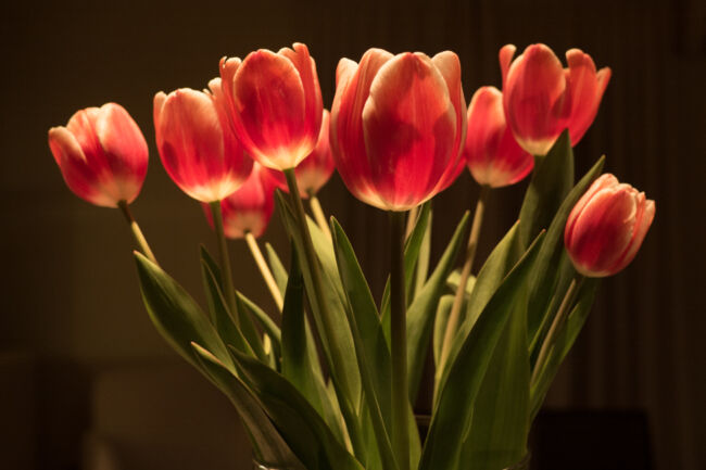 Δήμητρα Κίτσιου - Kodoku