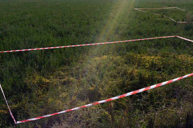 Βασίλης Νεμπεγλεριώτης