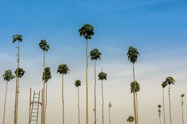Βασίλης Νεμπεγλεριώτης