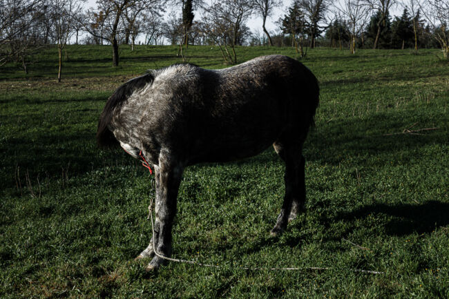 Βασίλης Νεμπεγλεριώτης