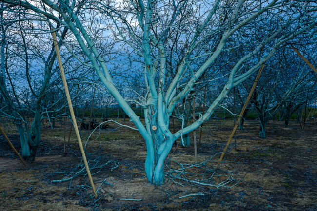 Βασίλης Νεμπεγλεριώτης