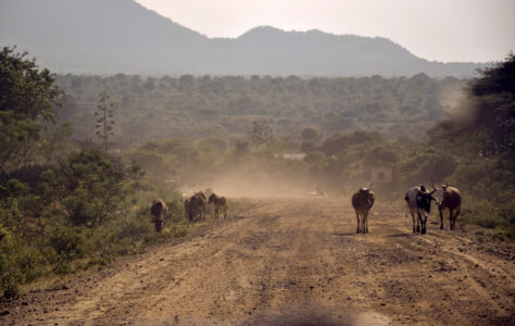 Αθηνά Πέρκα