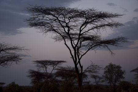 Αθηνά Πέρκα